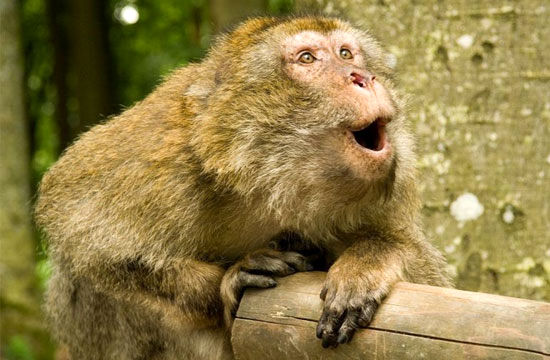وقتی میمون ها امکان سخن گفتن دارند!