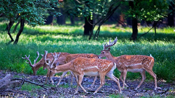 گوزن زرد ایرانی در پناهگاه حیات‌وحش دشت ناز