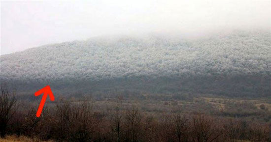 پدیده ای عجیب؛ جنگل یخ زده! +عکس