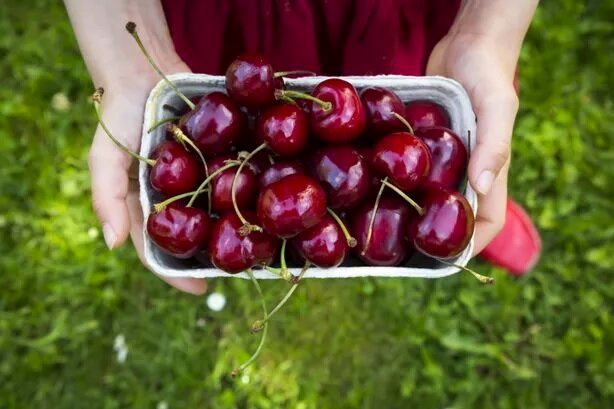 بهترین زمان برای خوردن گیلاس 