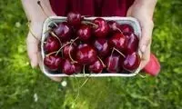 بهترین زمان برای خوردن گیلاس 