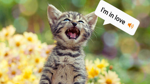 با «MeowTalk» صدای گربه‌ها را ترجمه کنید