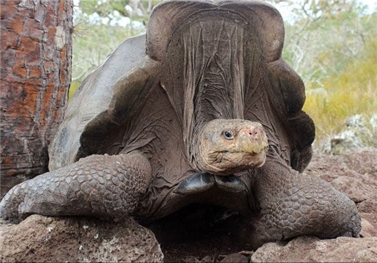 تولد یک لاک‌پشت‌ نادر پس از یک قرن +عکس