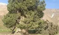 توضیح میراث فرهنگی درباره‌ی درخت ۲۷۰۰ ساله