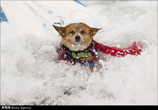 مسابقه کایت‌سواری سگ‌ها +عکس