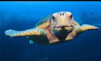 عکس: چشم در چشم با آقای لاک‌پشت!