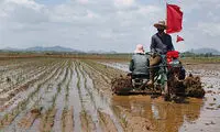 تصاویری از کودکان یتیم در مزارع کره شمالی
