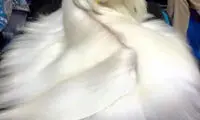 زیباترین سگ جهان