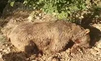 کشته‌شدن خرس قهوه‌ای با اسلحه در مشگین‌شهر