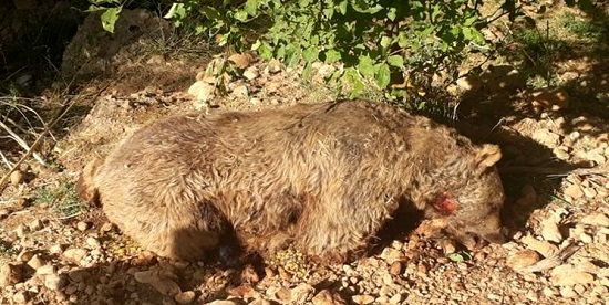 کشته‌شدن خرس قهوه‌ای با اسلحه در مشگین‌شهر