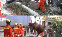 نجات گاو باردار +عکس