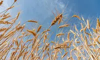 برداشت خوشه‌های طلایی گندم از مزارع آبی