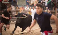 جشنواره وحشیانه گاوکُشی