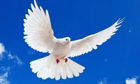 کفتربازی و جایگاه آن در تاریخ و فرهنگ ایران زمین