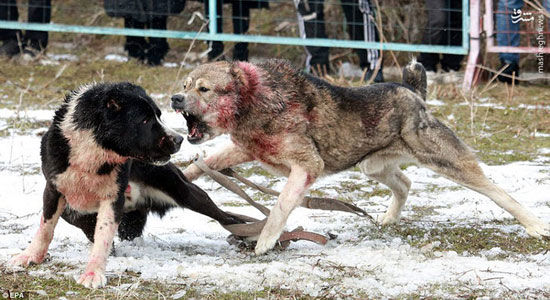 نبرد مرگبار سگ‌ها