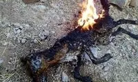 اعلام جرم علیه عامل به آتش کشیدن یک روباه