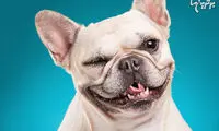 حقایقی درباره سگ‌ها که نمی‌دانستید