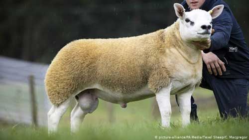گران‌ترین گوسفند دنیا به فروش رسید