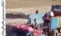 دزد زخمی، حراجی سیب‌زمینی به راه انداخت!