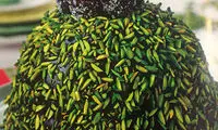 دسری شاهانه با بمب موزارت