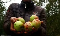 عکس: خسارت تگرگ به باغ های سیب میانه