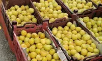 یک کیلو زردآلو؛ یارانه یک ماهه یک نفر!