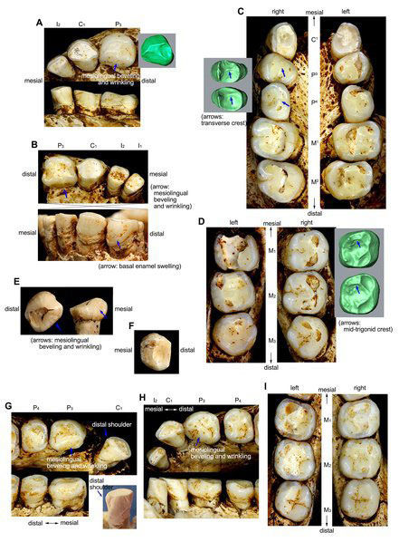 کشف دندان هابیت‌ ها در اندونزی +عکس