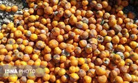 پس از کیک‌های قرص‌دار، حالا نارنگی کِرم‌دار!