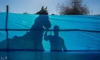 ۷ اسب میلیاردی با شلیک گلوله معدوم شدند