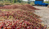 سیب‌های آذربایجان غربی؛ قاتل خاموش دریاچه ارومیه!