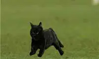 اتفاقي عجيب در نيوکمپ + عکس