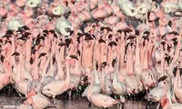 هجوم فلامینگو‌ها به بمبئی نو در دوران قرنطینه