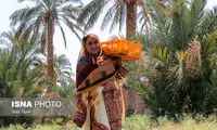 فصل برداشت مقوی‌ترین میوه