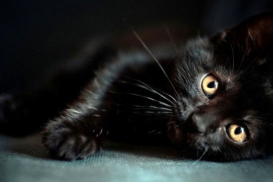 چرا گربه‌ سیاه نماد بدشانسی است؟!