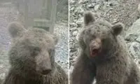 دستگیری سنگ‌اندازان بی‌رحم به خرس قهوه‌ای