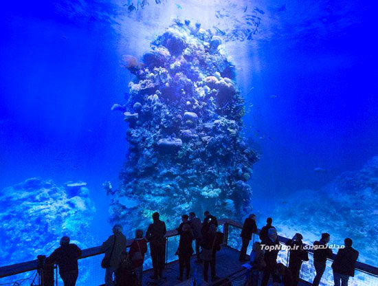 نمایشگاه صخره های مرجانی بی‌نظیر +عکس