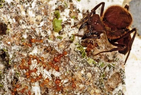 مورچه ها بعد از دایناسورها کشاورز شدند