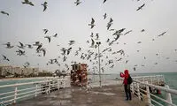پرندگان در اسکله تفریحی کیش