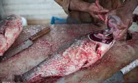 عکس: بازار ماهی فروشان ساری
