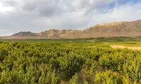 برداشت هلو در شهرستان سامان