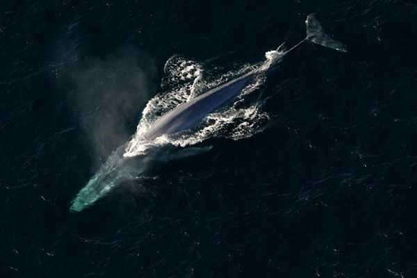 بزرگ‌ترین حیوان دنیا در دریای سرخ مشاهده شد
