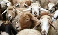 ترخیص گوسفندان پرحاشیه با وساطت وزیر!