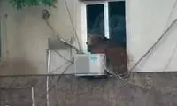 پایتخت گرجستان، باغ وحش شد! +عکس