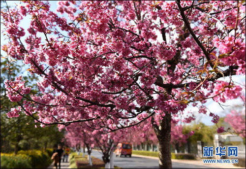 شکوفه‌های گیلاس در «شهر بهاری» +عکس