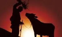 «گاو» پس از 45 سال در پاريس