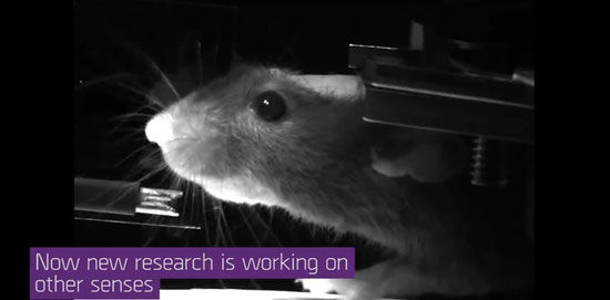 ساخت شبیه‌ساز واقعیت مجازی برای موش‌ها