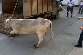 انتقام مرگبار یک گاو از جوان حیوان آزار!