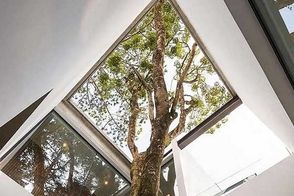 معمارانی که به درخت «نه» نگفتند!