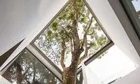 معمارانی که به درخت «نه» نگفتند!