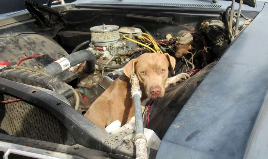 گیر کردن سگ بازیگوش داخل موتور یک خودرو!